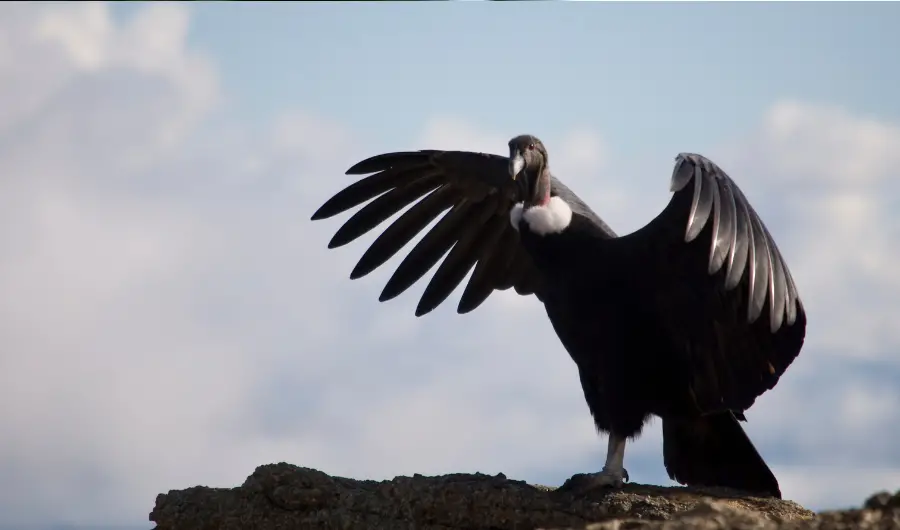What is a condor in golf - A Comprehensive Walkthrough